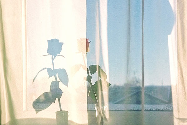 A backlit rose on a windowsill behind sheer drapery with the rose's shadow falling on the fabric.