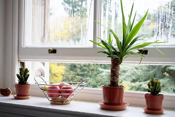 Plants and fruits on the sill of an open window that is dripping with condensation.